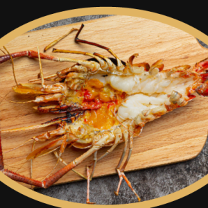 Lobster XL