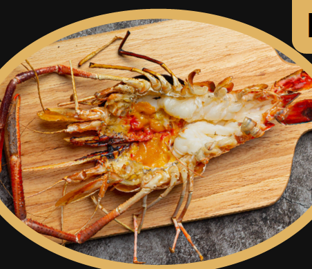 Lobster XL